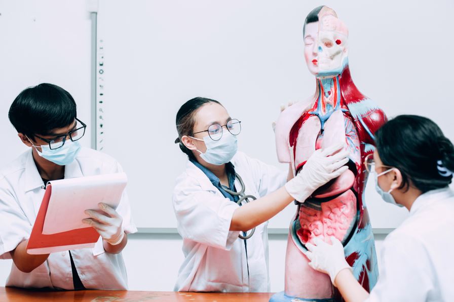 3 Estudantes de Medicina Aprendizagem Corpo Humano Parte