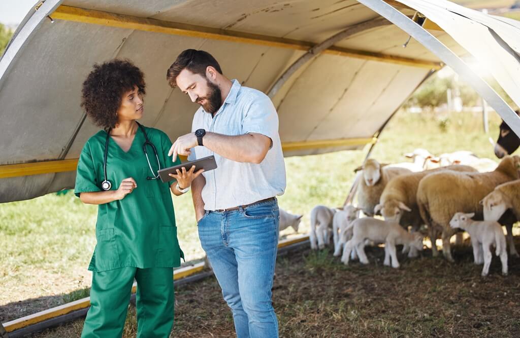 moça e rapaz em fazenda analisando dados em tablet com ovelhas ao fundo