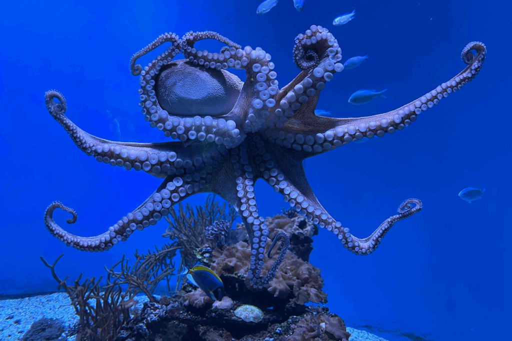 Polvo nada no mar.  Animais invertebrados.