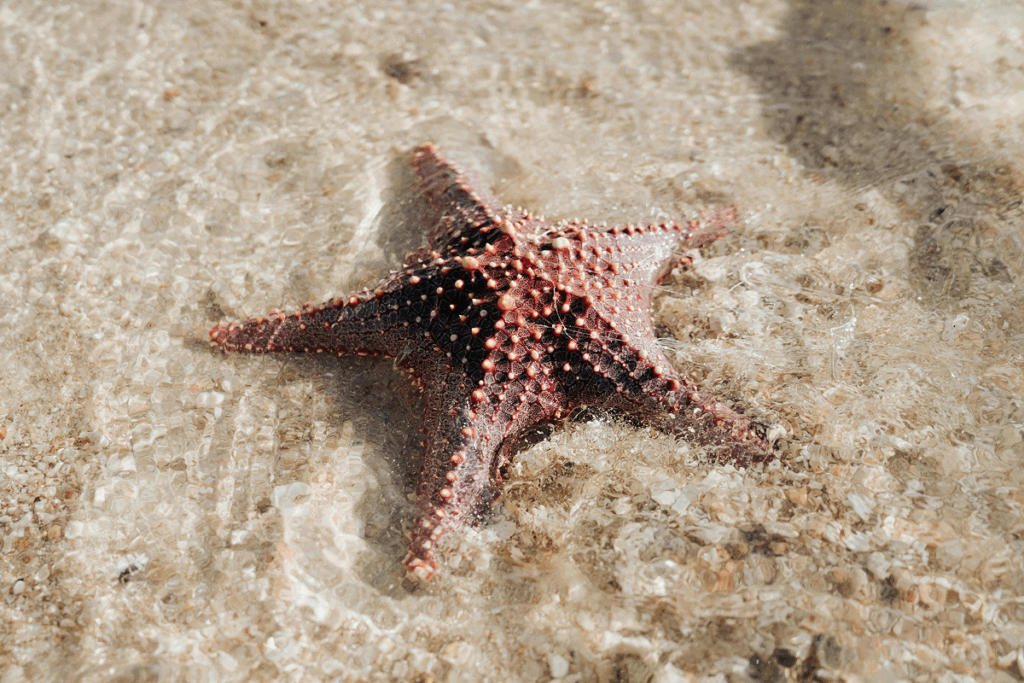 Estrela-do-mar na areia.  Animais invertebrados